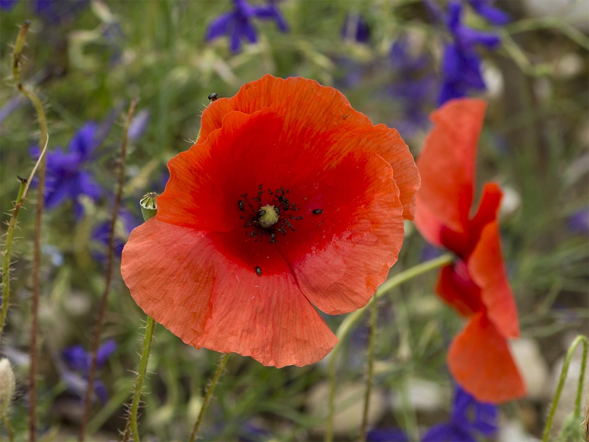 Papaver rhoeas